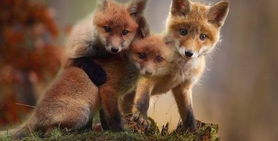 Les animaux ventriloques